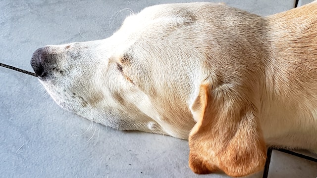 Dog Muscle Spasms: Causes, Symptoms, Treatment, and When to Worry dog muscle spasms
