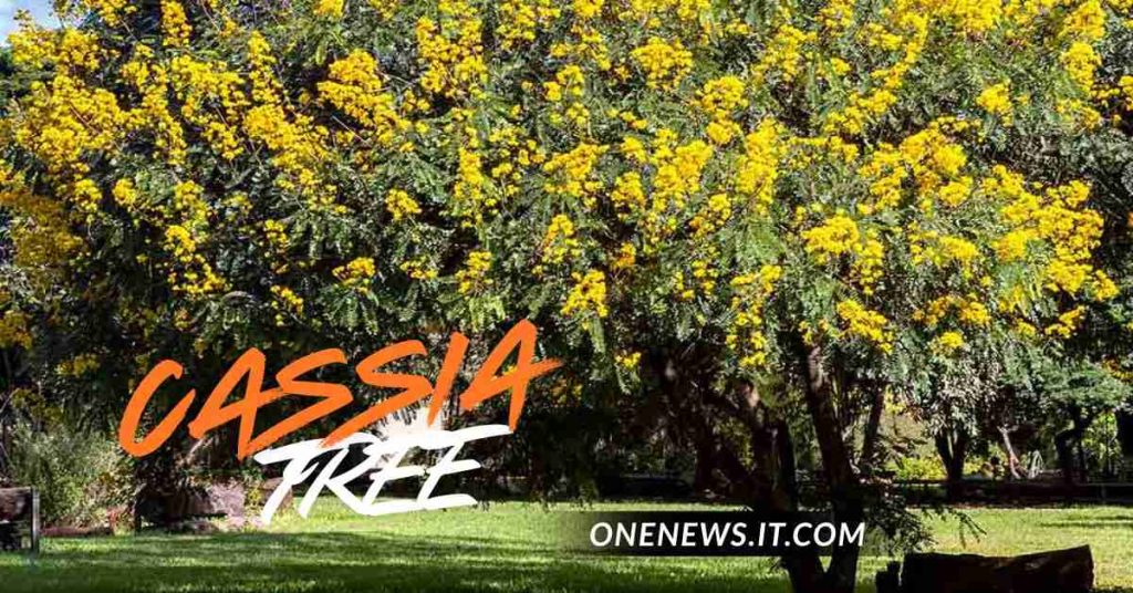 Cassia Tree