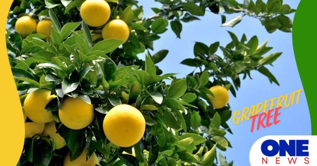 grapefruit tree​