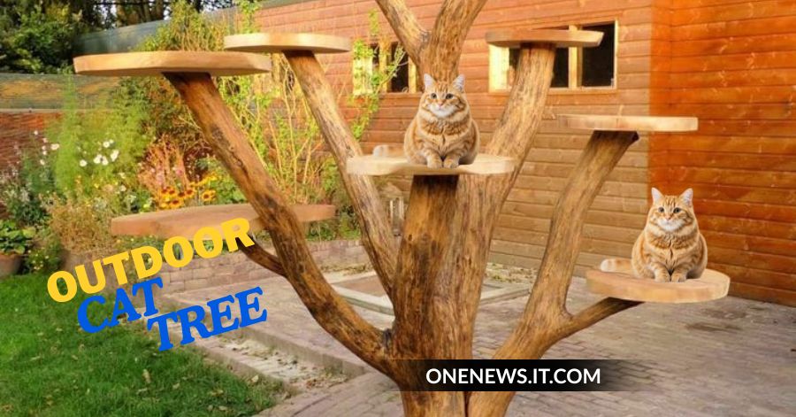 Outdoor Cat Tree: The Complete Guide for Safe & Happy Outdoor Play Outdoor Cat Tree